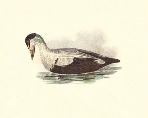 The Eider Duck