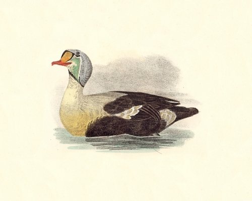 The King Duck
