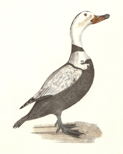 The Pied Duck