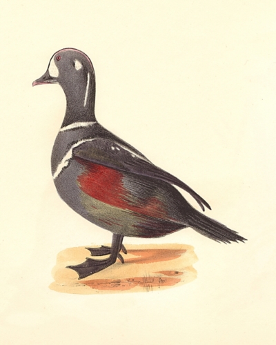 The Harlequin Duck