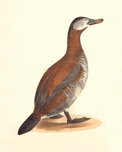 The Ruddy Duck