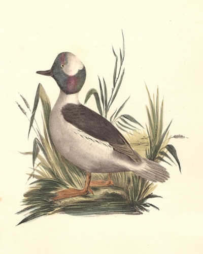 The Buffle-headed Duck