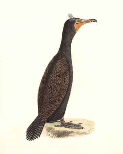 The Double-crested Cormorant
