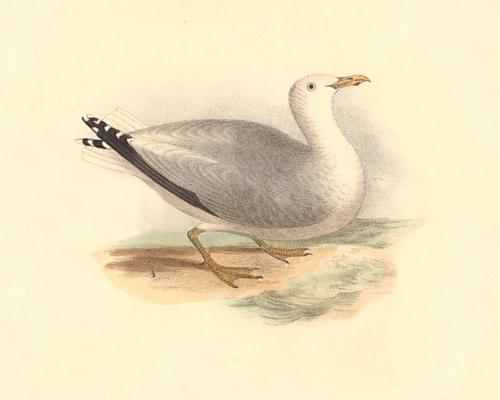 The Winter Gull