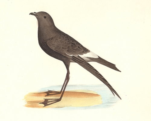 Wilson's Petrel