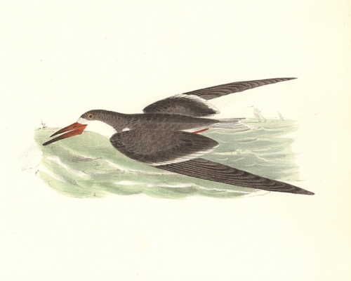 The Black Skimmer