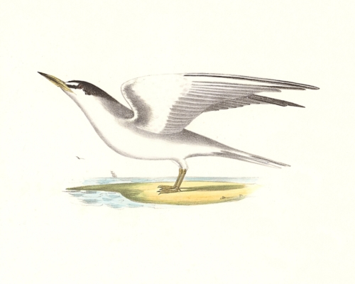 The Silvery Tern