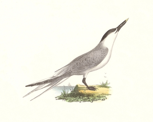 The Sandwich Tern