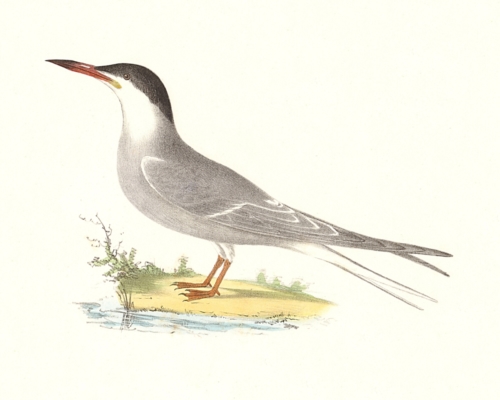 The Common Tern