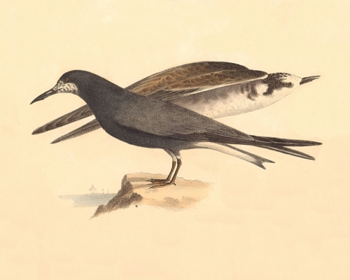 The Black Tern