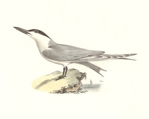 The Marsh Tern