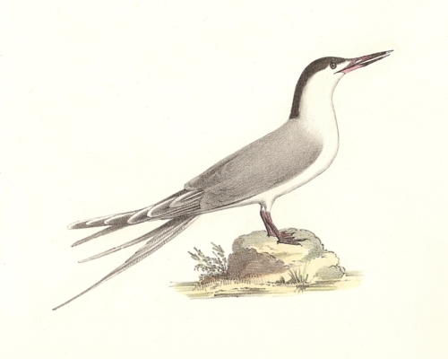 The Roseate Tern