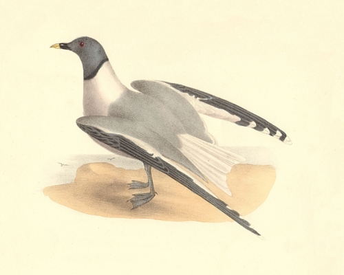 Sabine's Gull