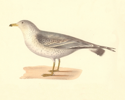 The Common American Gull, young