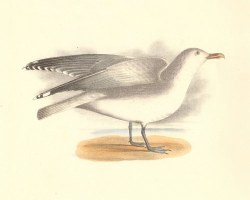 The Winter Gull