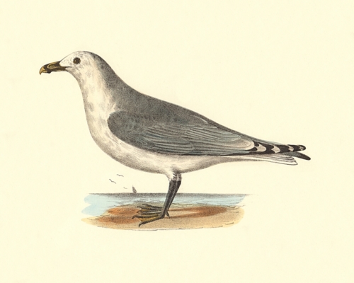 The Common American Gull, adult