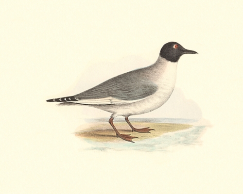 Bonaparte's Gull, summer