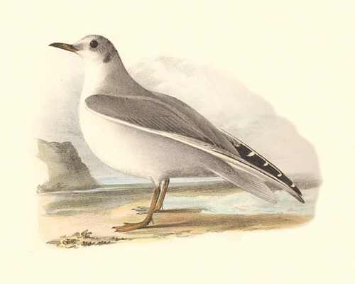 Bonaparte's Gull, winter