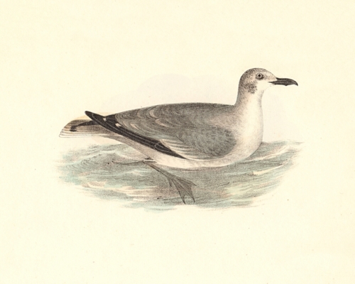 The Laughing Gull