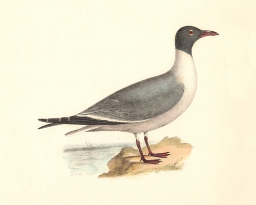 The Laughing Gull - alternate plumage