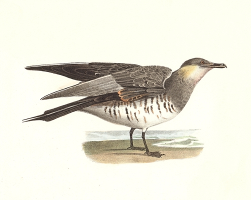 Richardson's Hawk Gull
