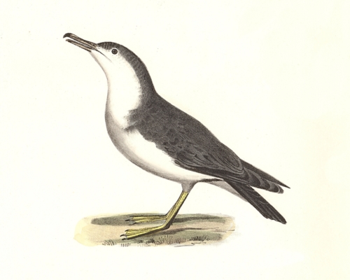 The Little Shearwater