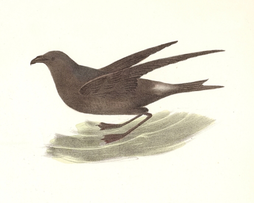 The Fork-tailed Petrel