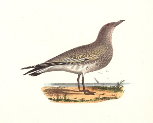 The Laughing Gull, juvenile first year