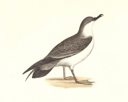 The Large Shearwater, young