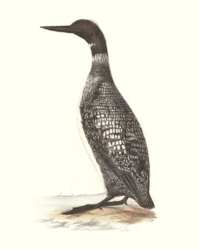 The Great Loon