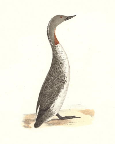 The Red-throated Loon