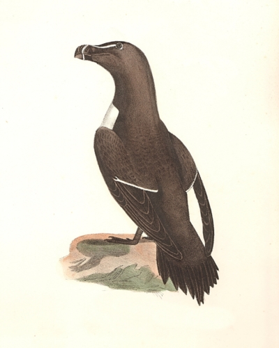 The Razorbill