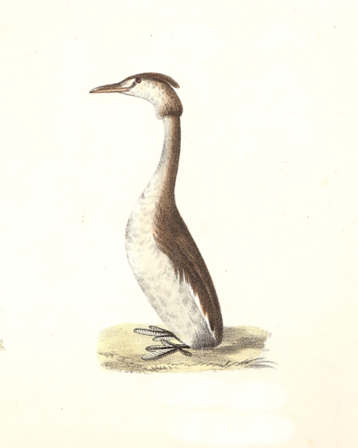 The Crested Grebe