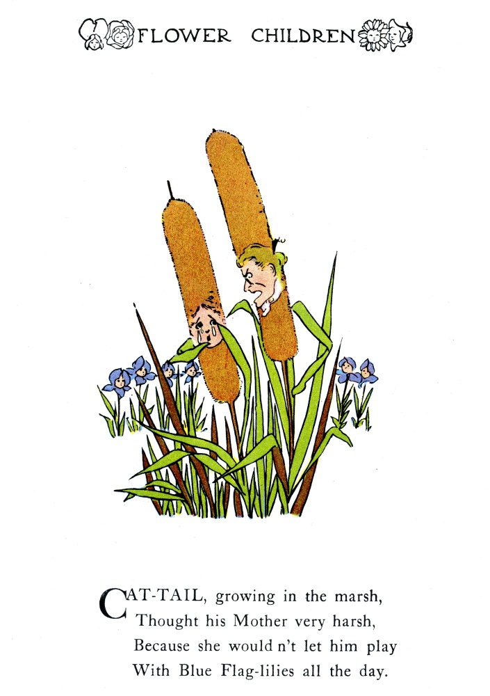 Cat-Tail