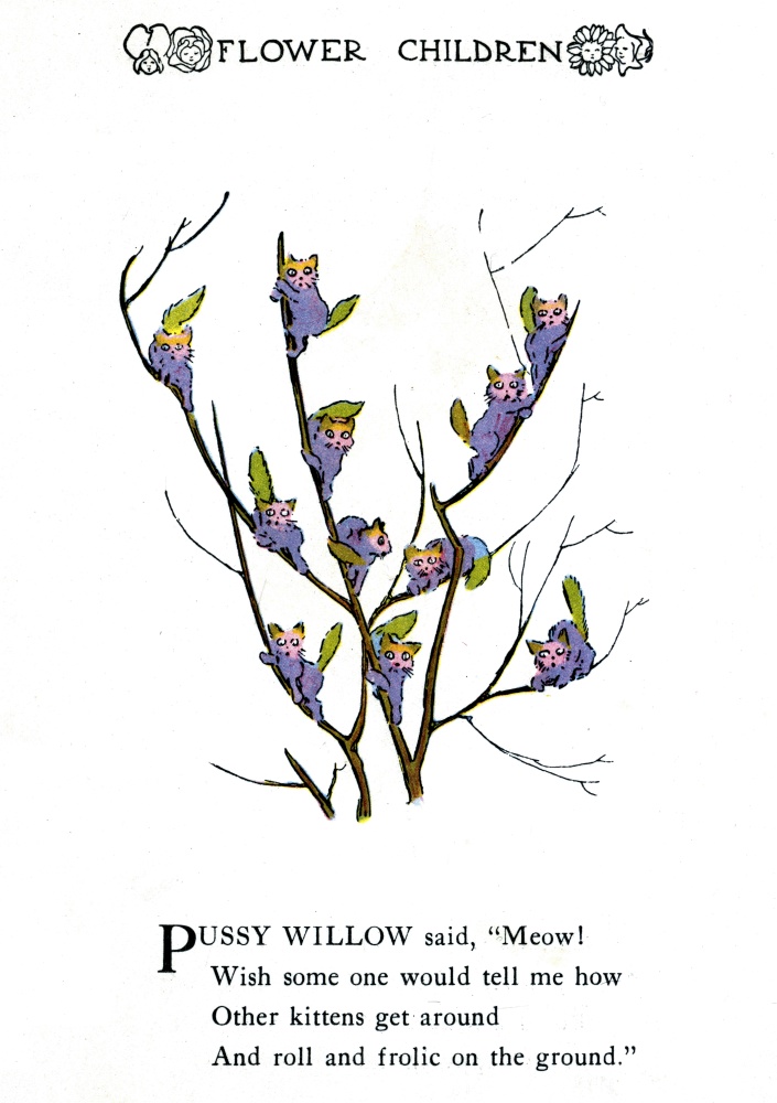 Pussy Willow