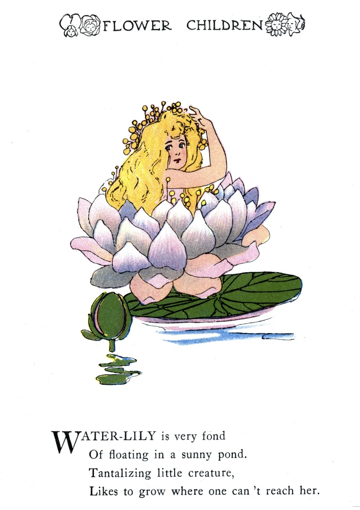 Water-Lily