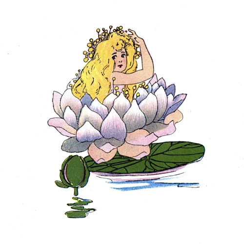 Water-Lily