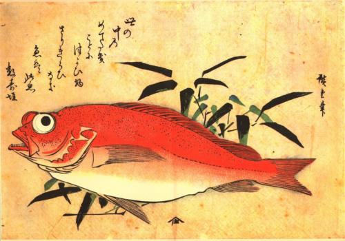 Akodai (Red Rockfish) with bamboo grass