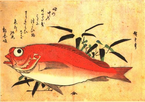 Akodai (Red Rockfish) with bamboo grass