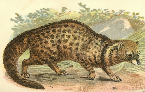 African Civet 1