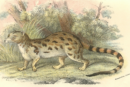 Blotched Genet 1