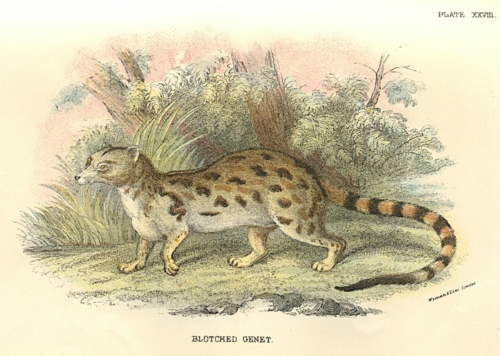 Blotched Genet