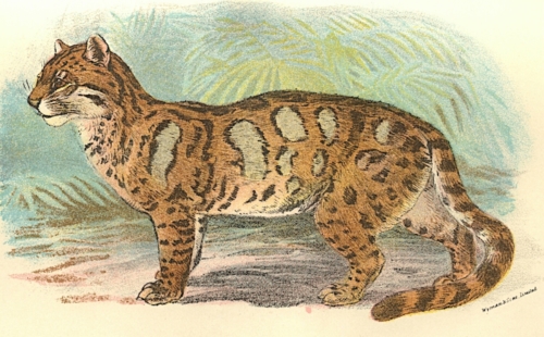 Clouded Leopard 1