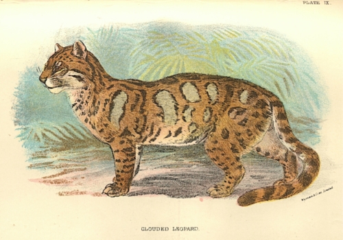 Clouded Leopard