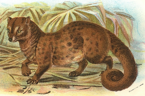 Common Palm-Civet 1