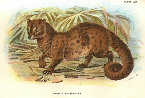 Common Palm-Civet