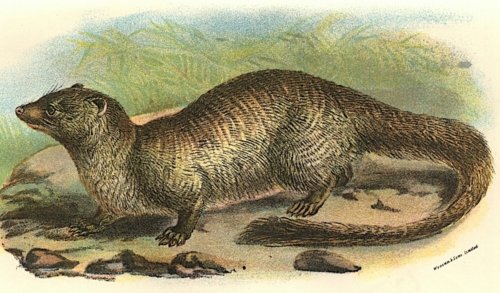 Egyptian Mungoose (Mongoose) 1