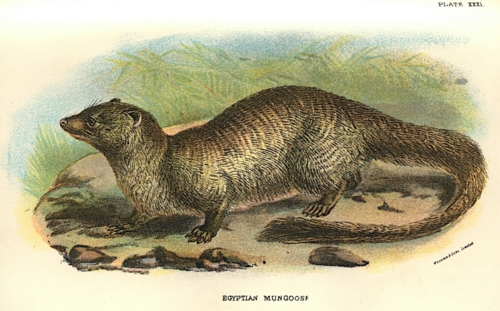 Egyptian Mungoose (Mongoose)