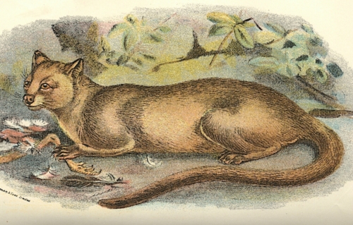 Fossa 1