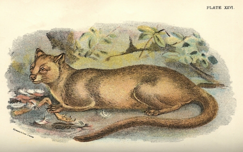 Fossa